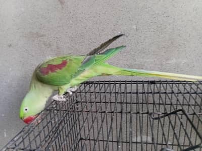 raw male for sale