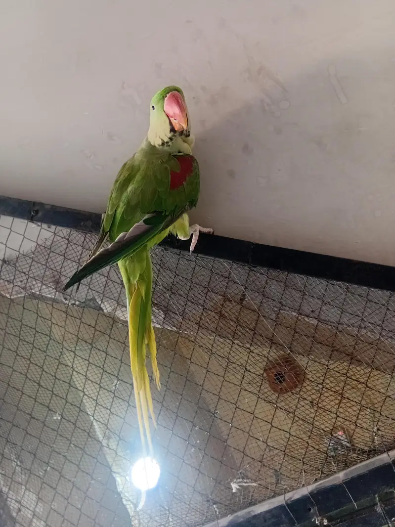 raw male for sale — photo 2