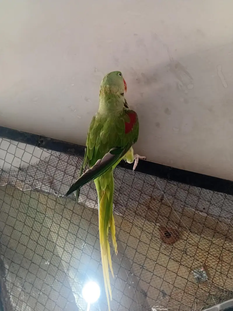 raw male for sale — photo 3