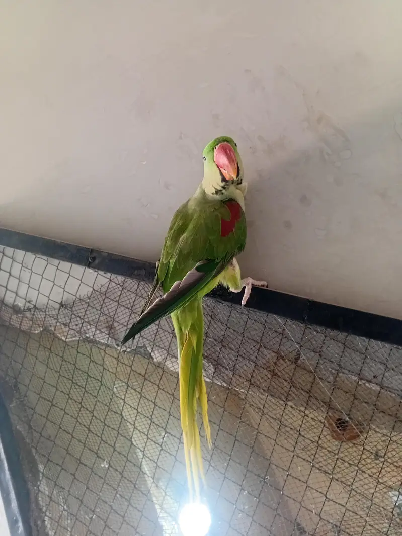 raw male for sale — photo 4