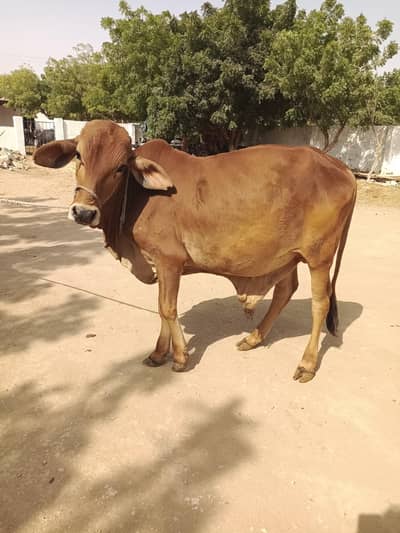 mazeed malonat keleye WhatsApp 03317016916