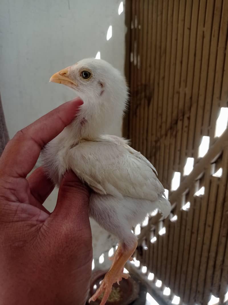 Aseel Chicks 1