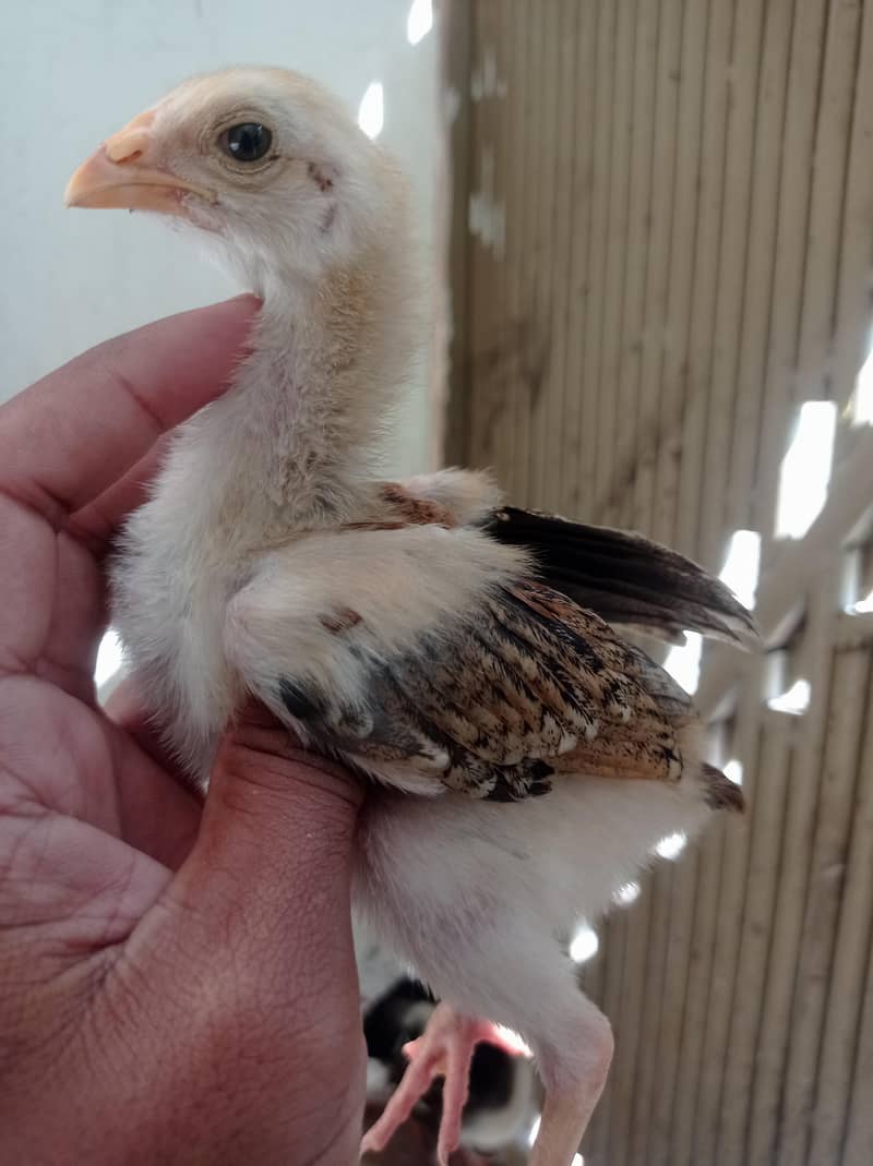 Aseel Chicks 2