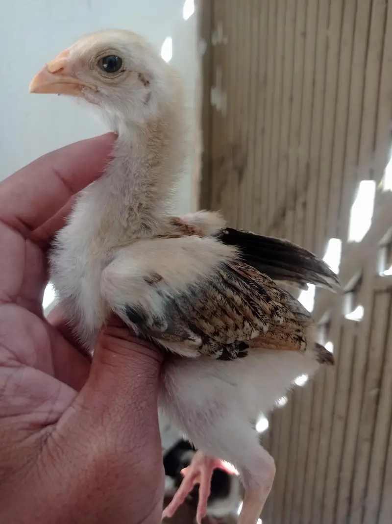 Aseel Chicks — photo 3