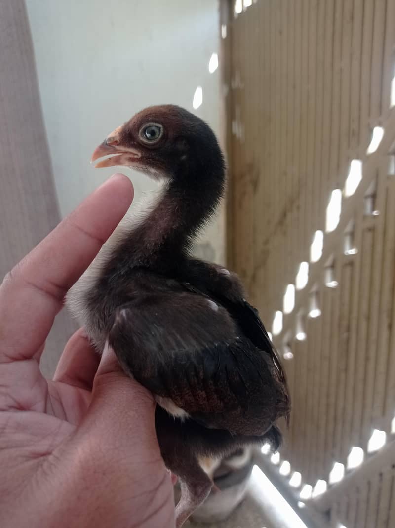 Aseel Chicks 3