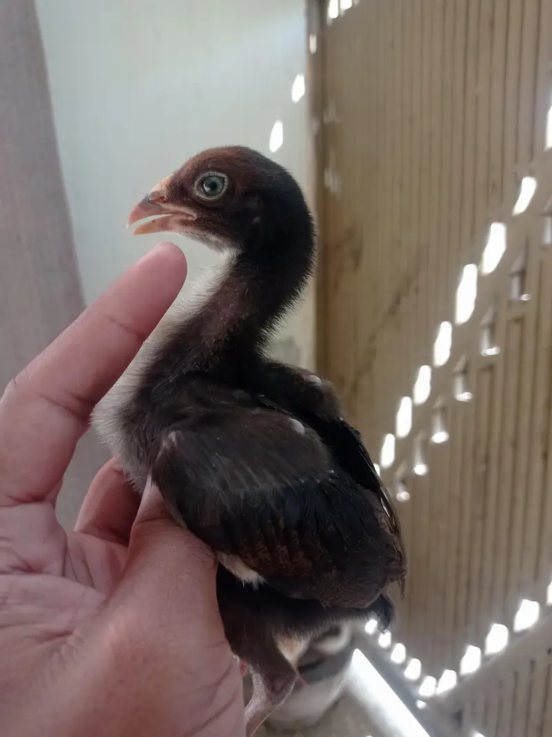 Aseel Chicks — photo 4