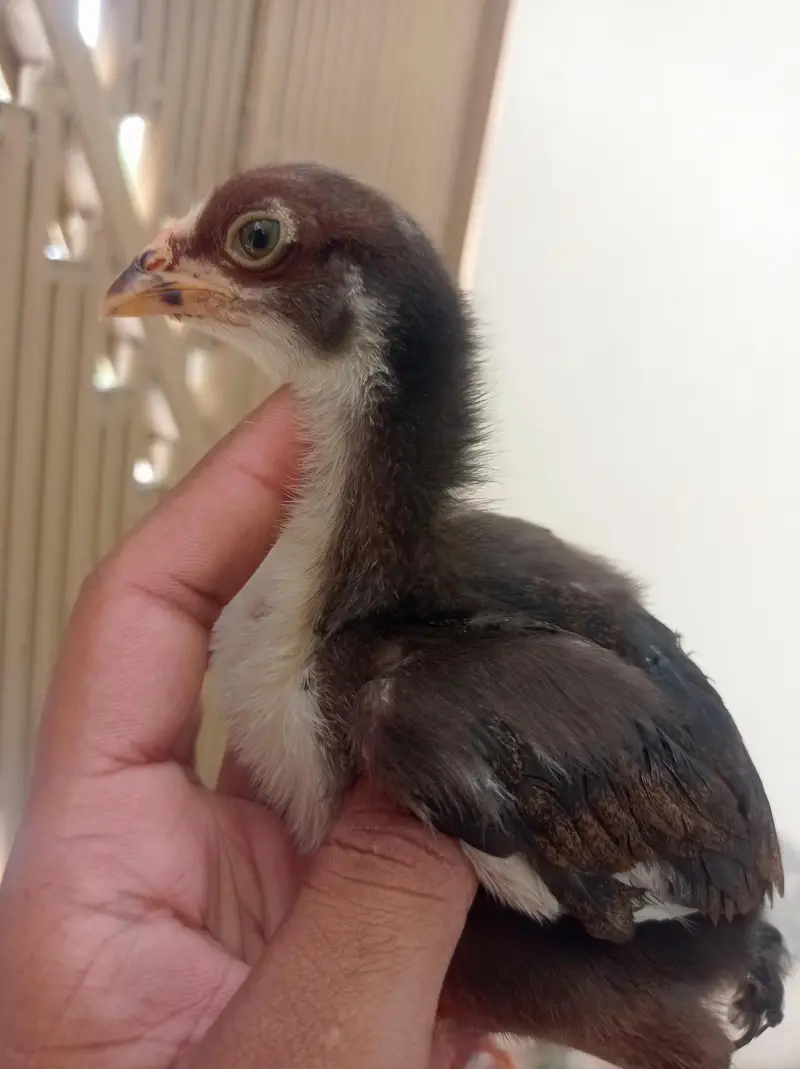 Aseel Chicks — photo 5