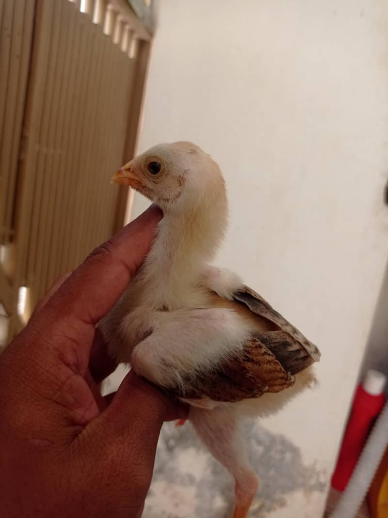 Aseel Chicks 5