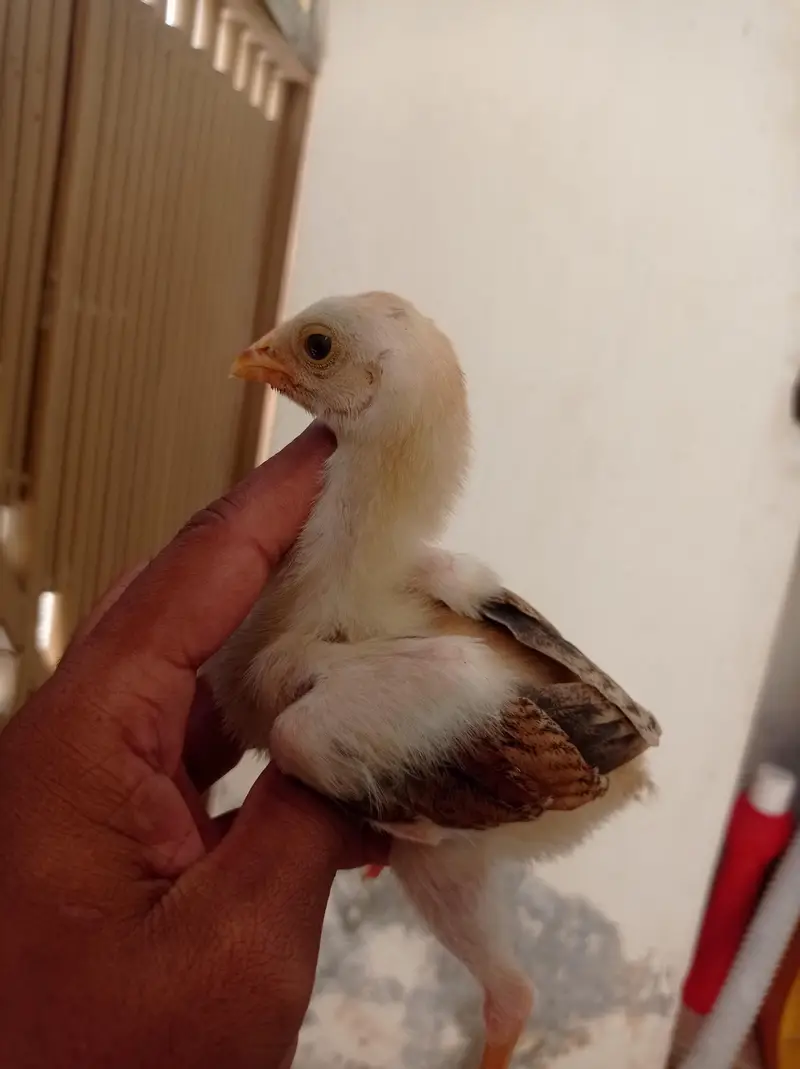 Aseel Chicks — photo 6