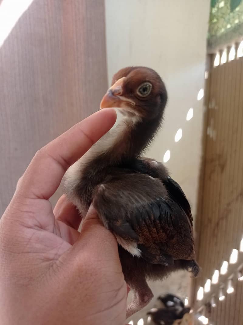 Aseel Chicks 6