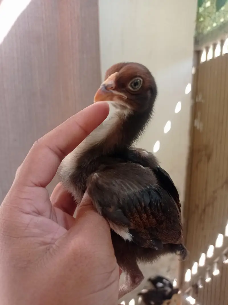 Aseel Chicks — photo 7