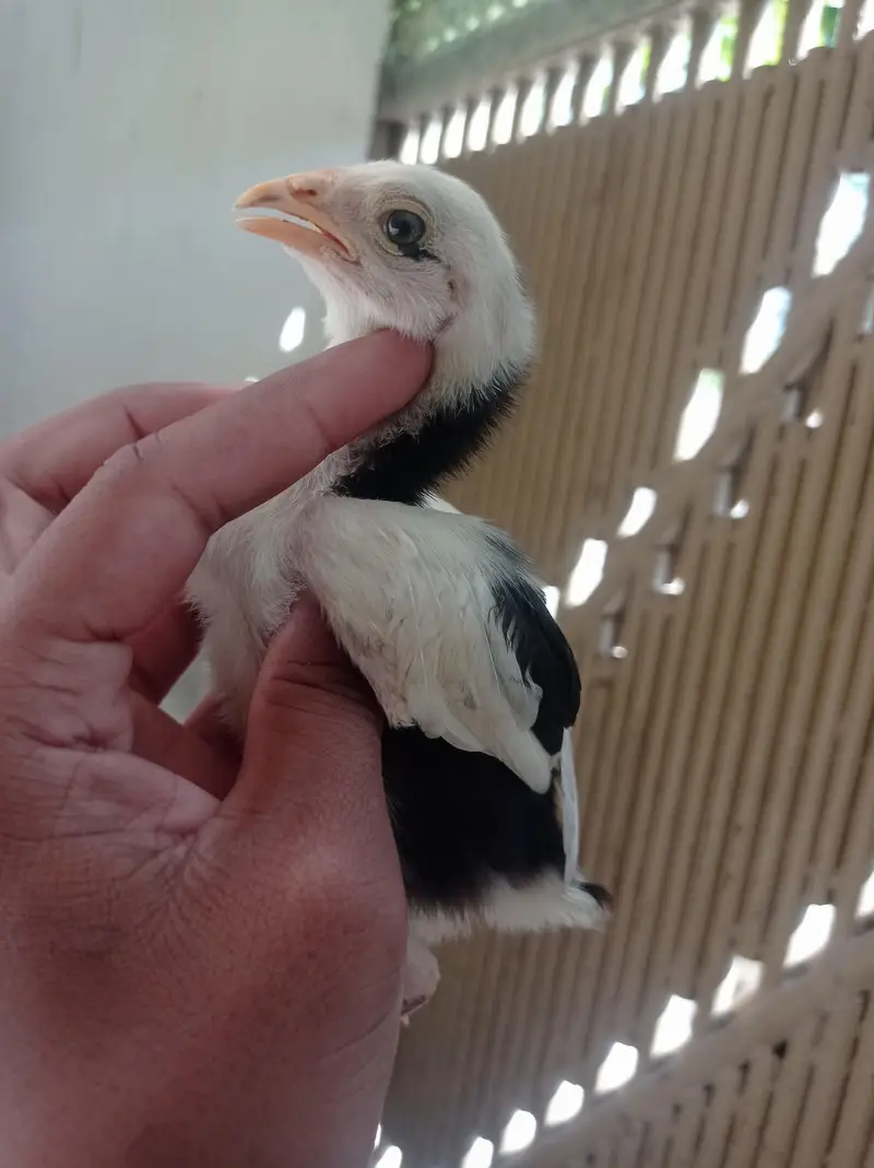 Aseel Chicks — photo 8
