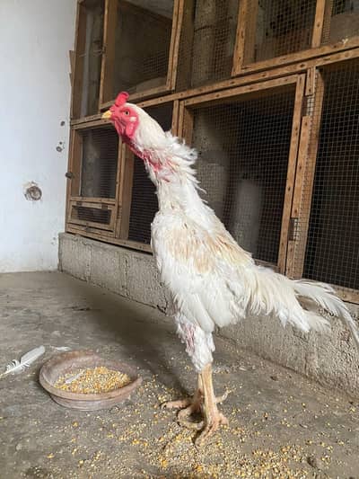 Heera male for sale