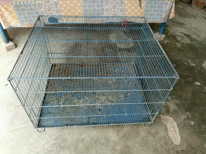 Hens, pigeons, birds Cage — photo 2