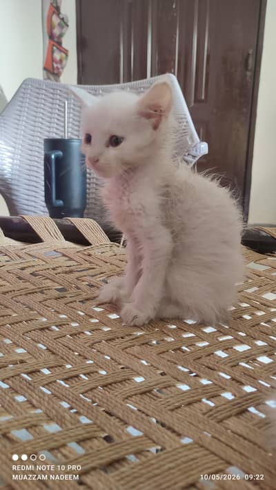 Beautiful & Playful Kittens Available for Loving Home