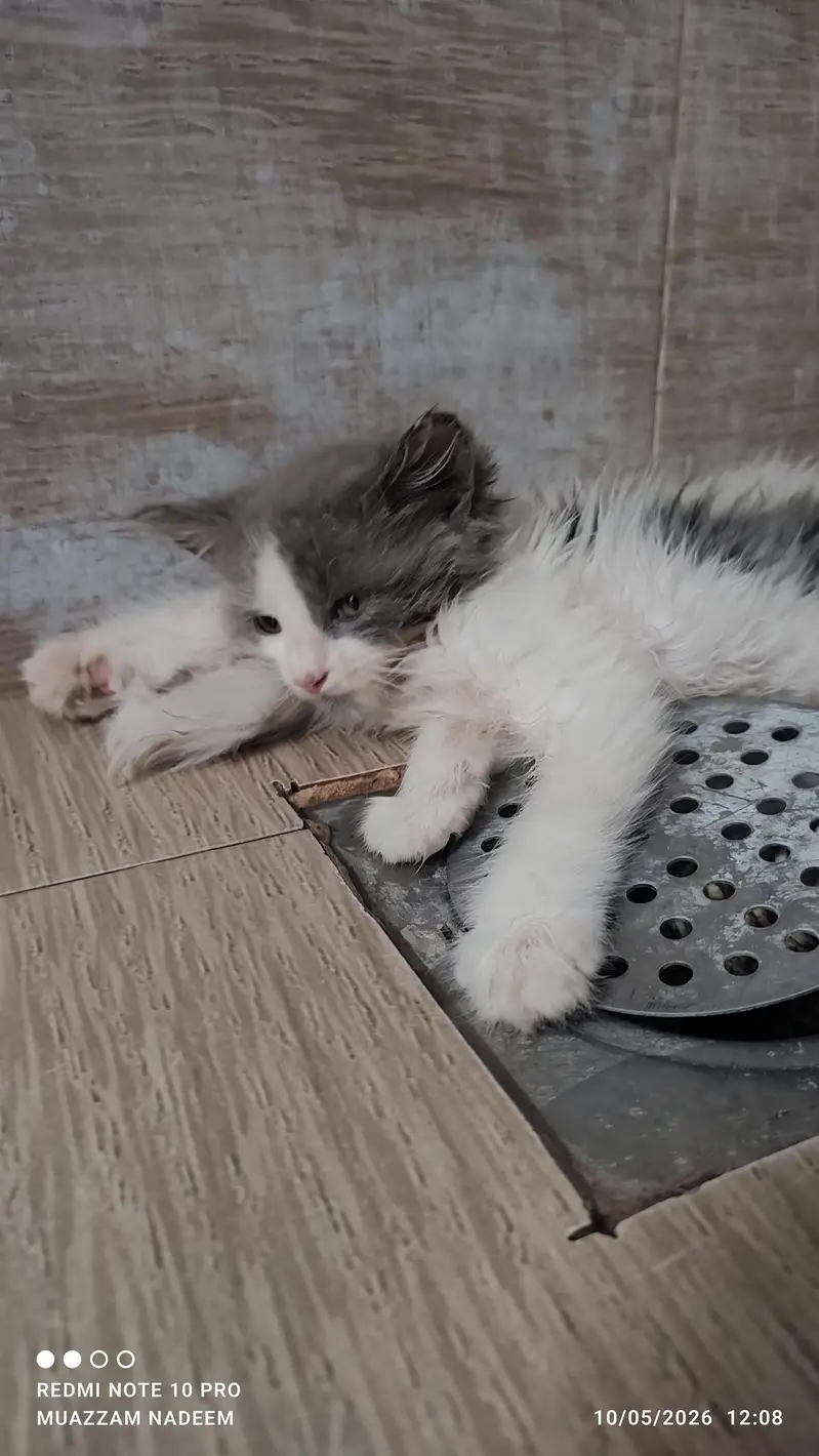 Beautiful & Playful Kittens Available for Loving Home — photo 2