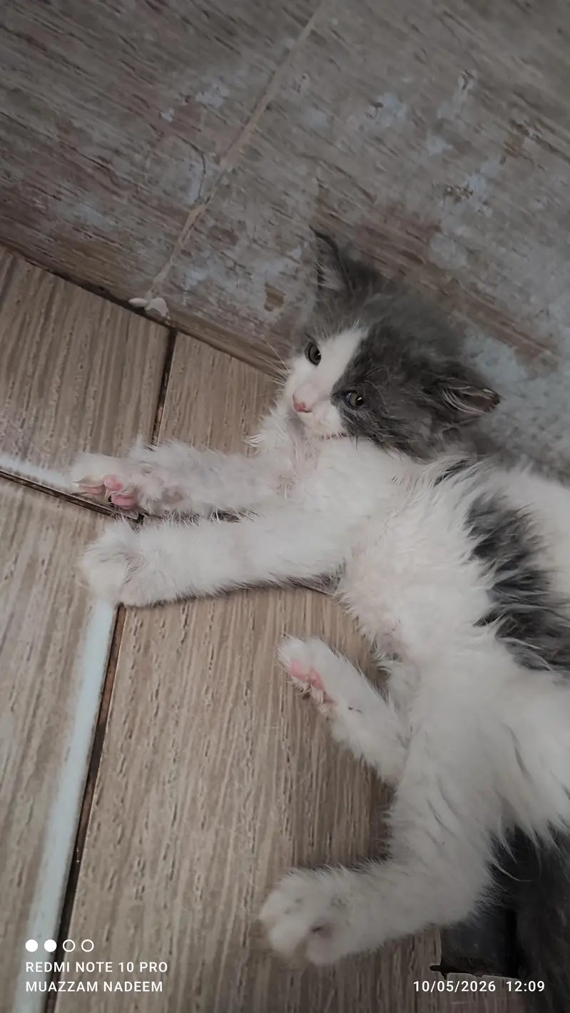 Beautiful & Playful Kittens Available for Loving Home — photo 3