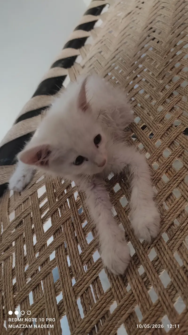 Beautiful & Playful Kittens Available for Loving Home — photo 4