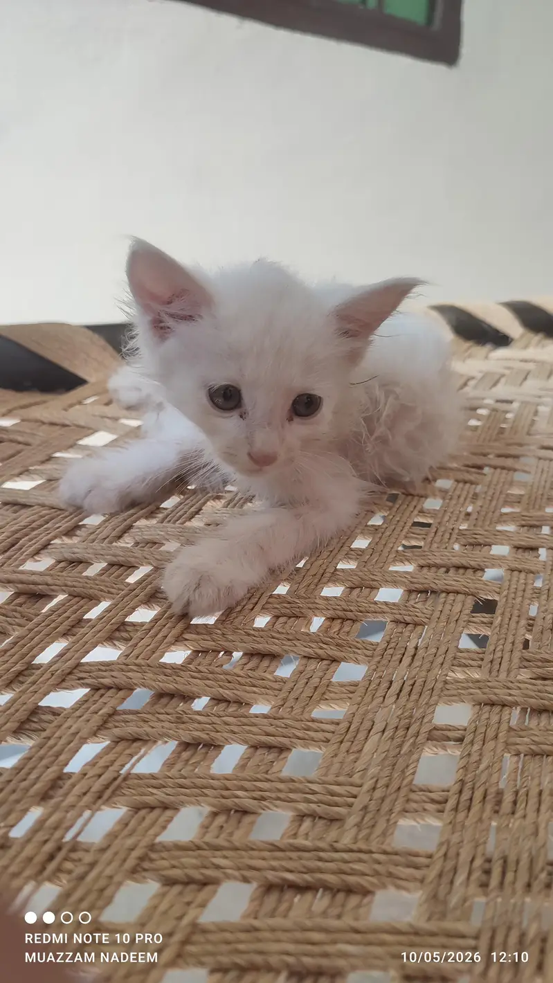 Beautiful & Playful Kittens Available for Loving Home — photo 5
