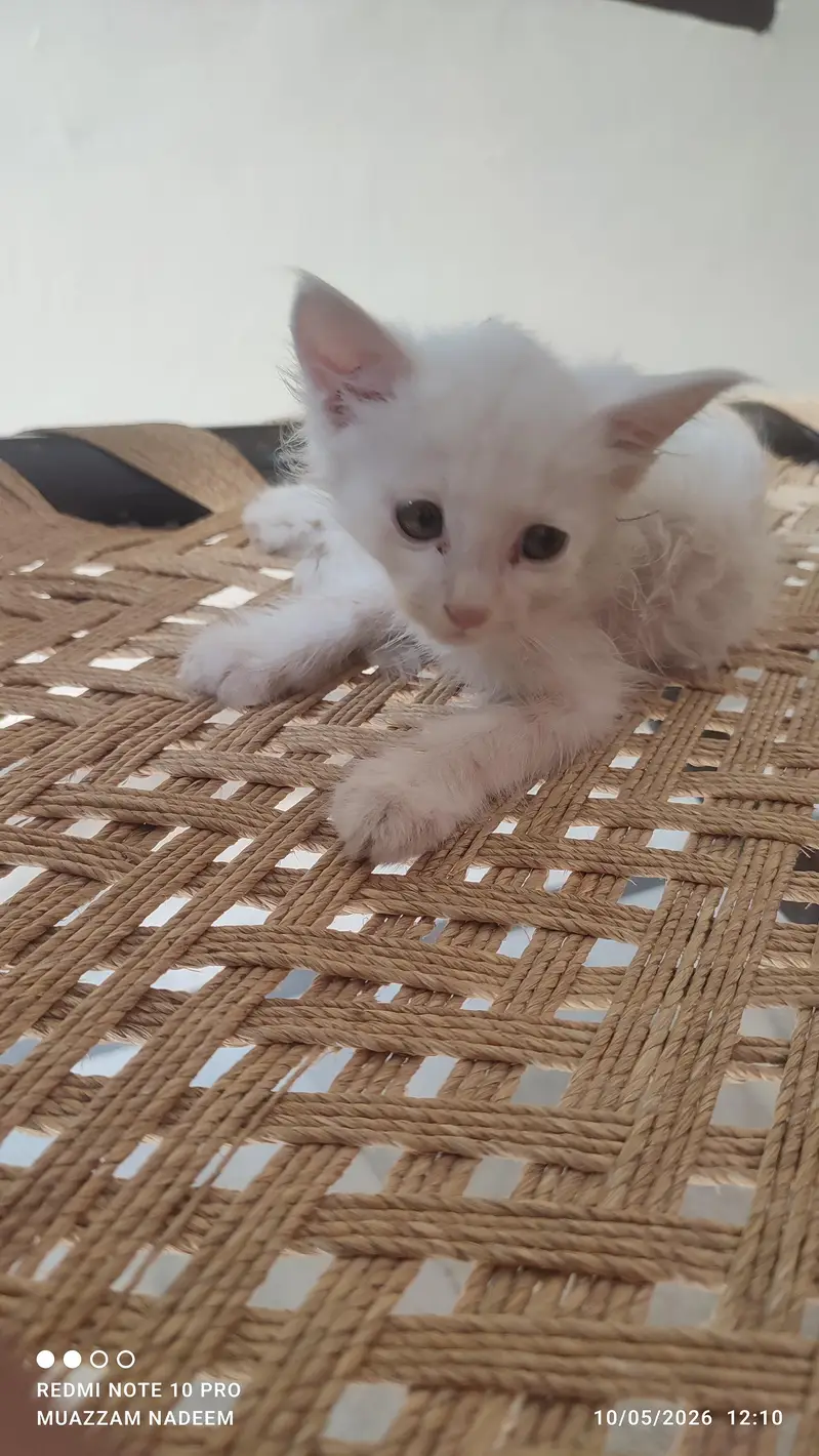 Beautiful & Playful Kittens Available for Loving Home — photo 6