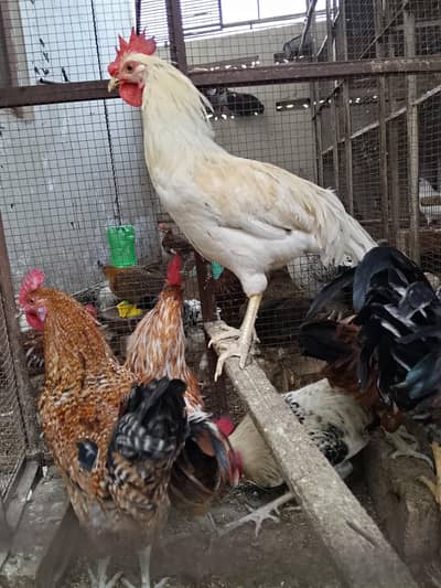 4breeder male
