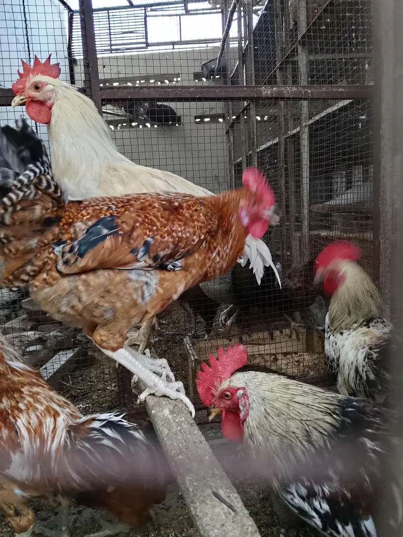 4breeder male — photo 2