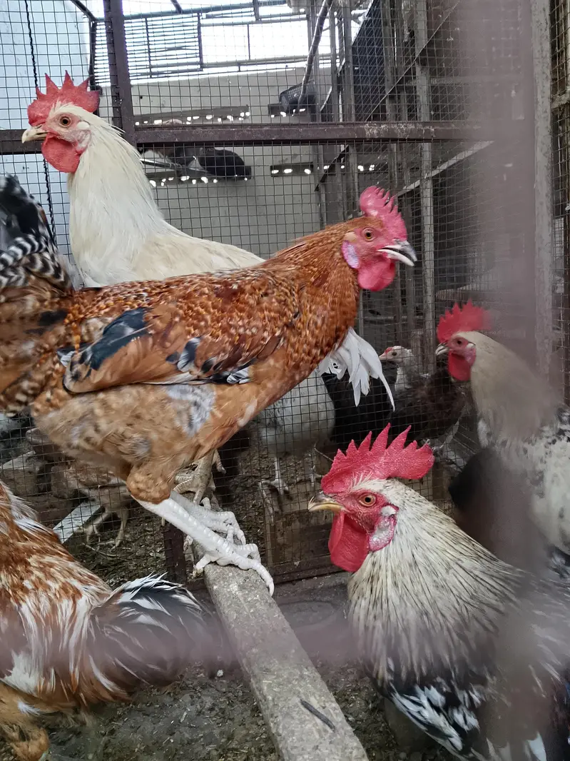 4breeder male — photo 3