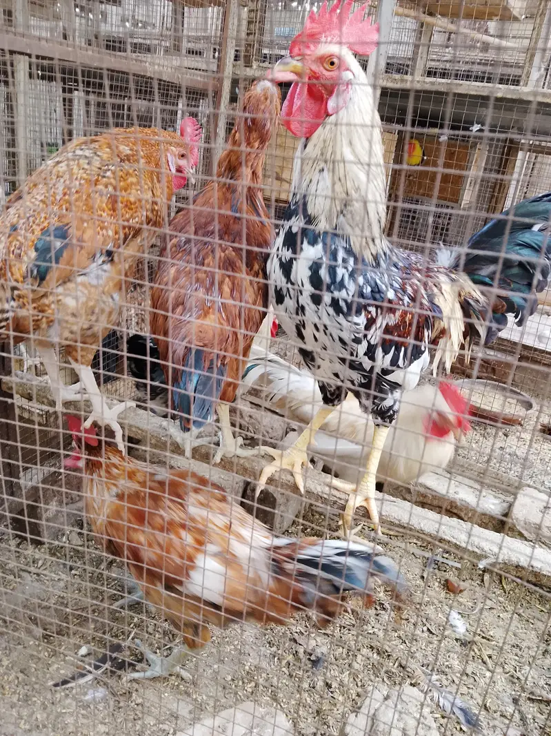 4breeder male — photo 4