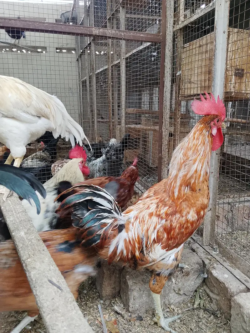4breeder male — photo 6