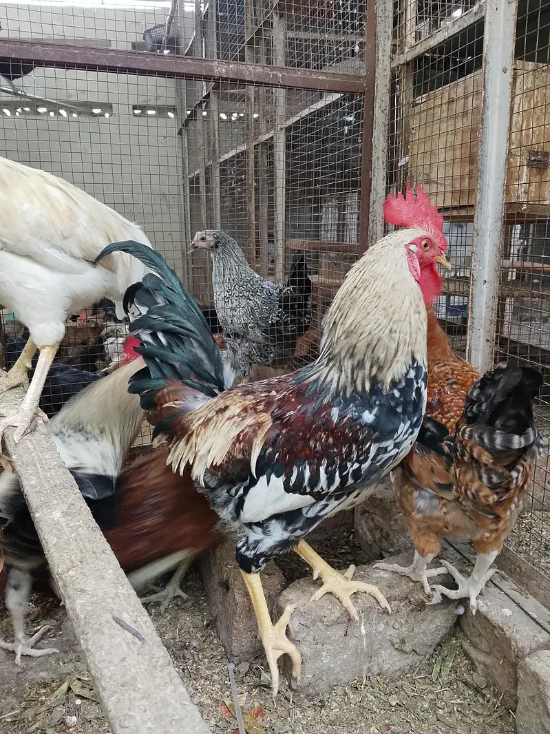 4breeder male — photo 7