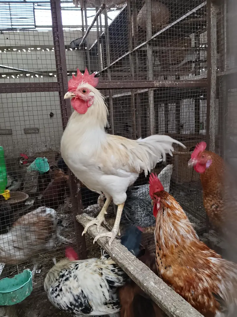 4breeder male — photo 8