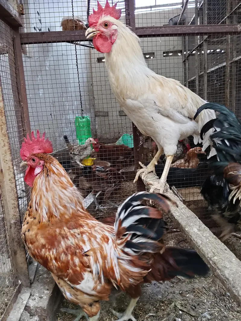4breeder male — photo 9