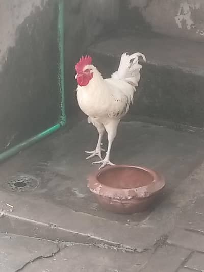 dasi misri ghar ki murgiya