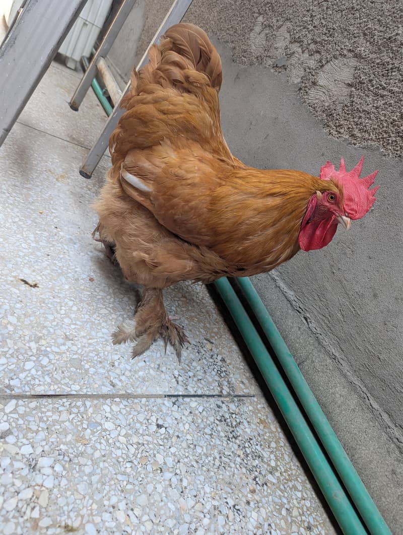 cock pub 0