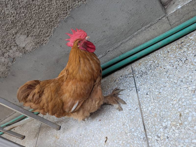 cock pub 1