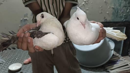 American king size pigeon