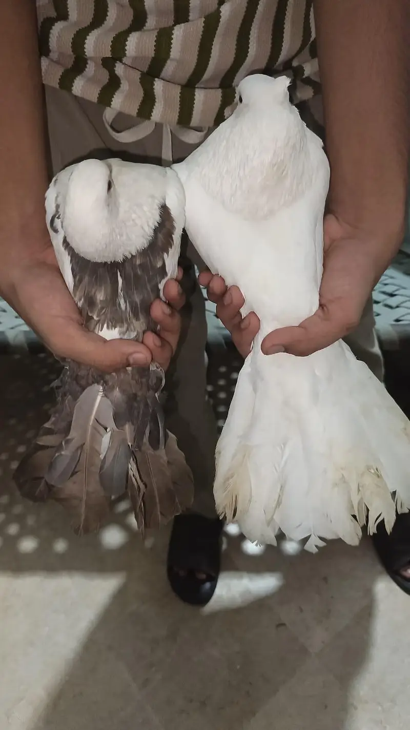 American king size pigeon — photo 2