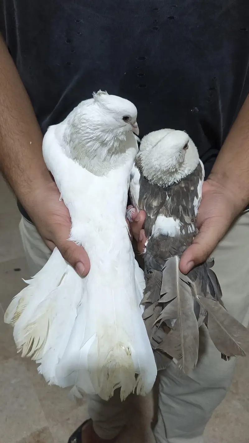 American king size pigeon — photo 3