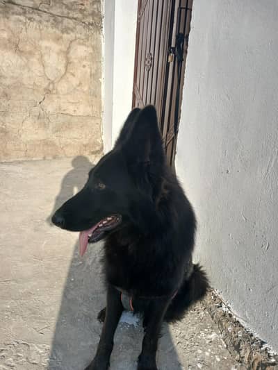 2 Years Old Female German Shepherd for Sale