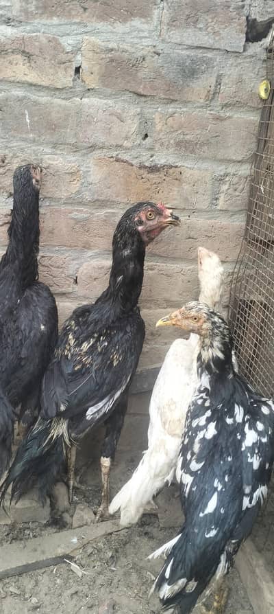 aseel hens