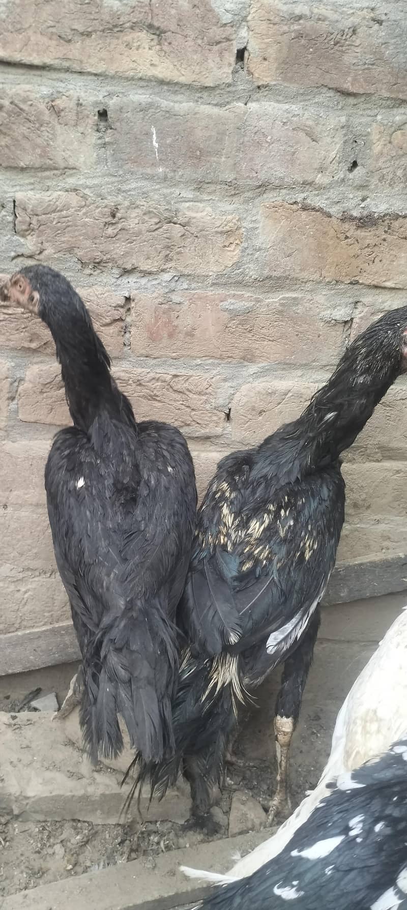 aseel hens 1