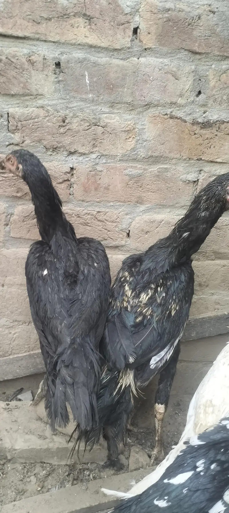 aseel hens — photo 2