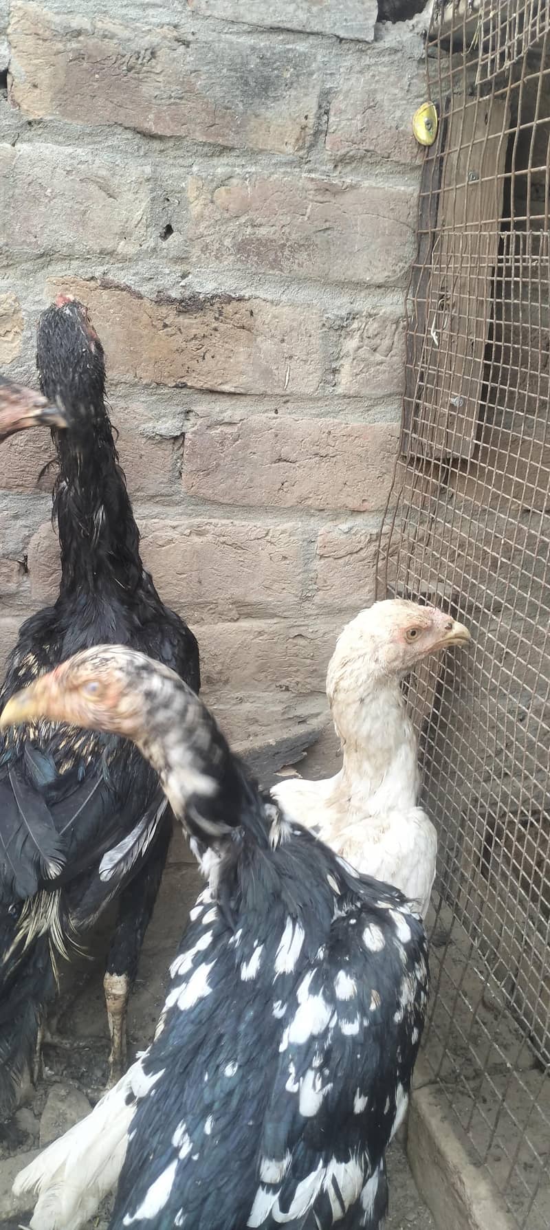 aseel hens 2