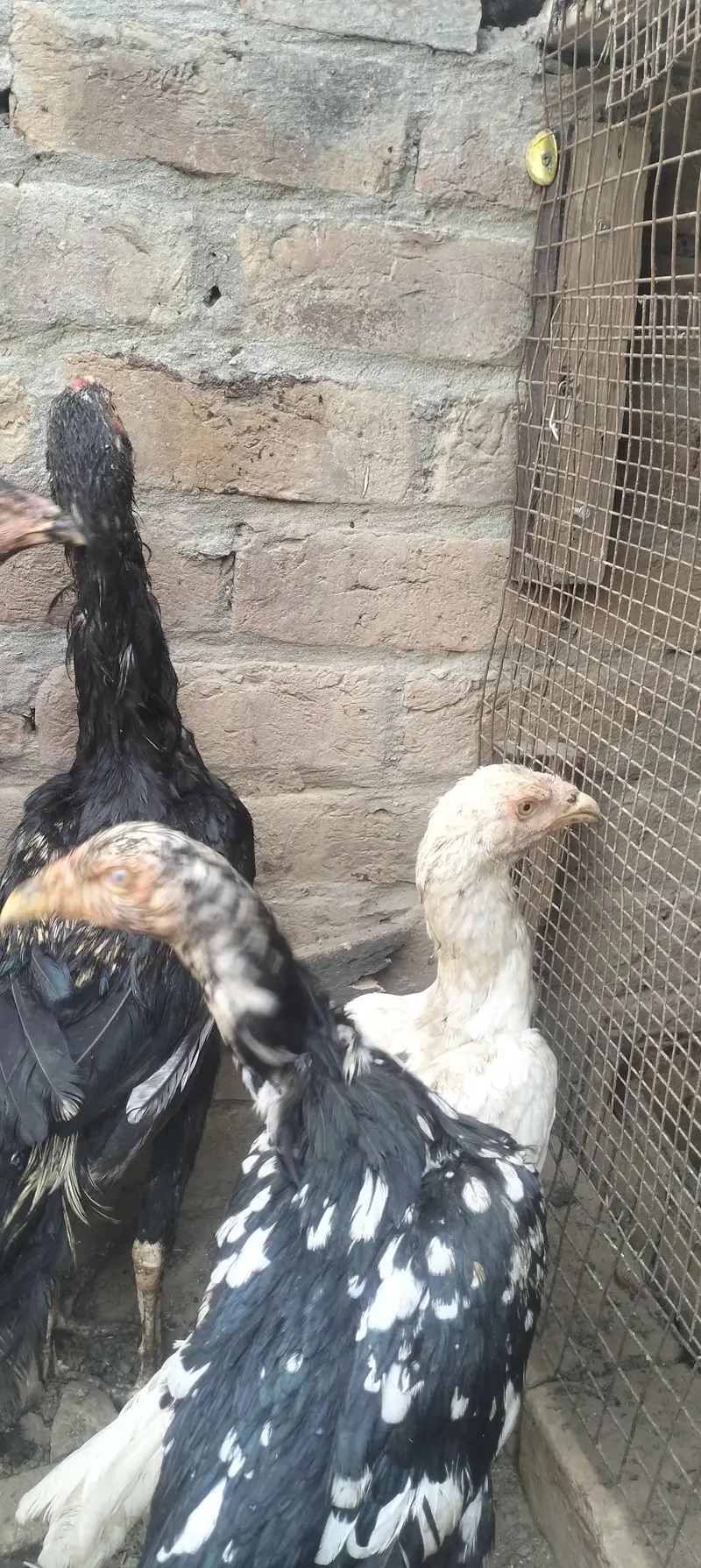 aseel hens — photo 3