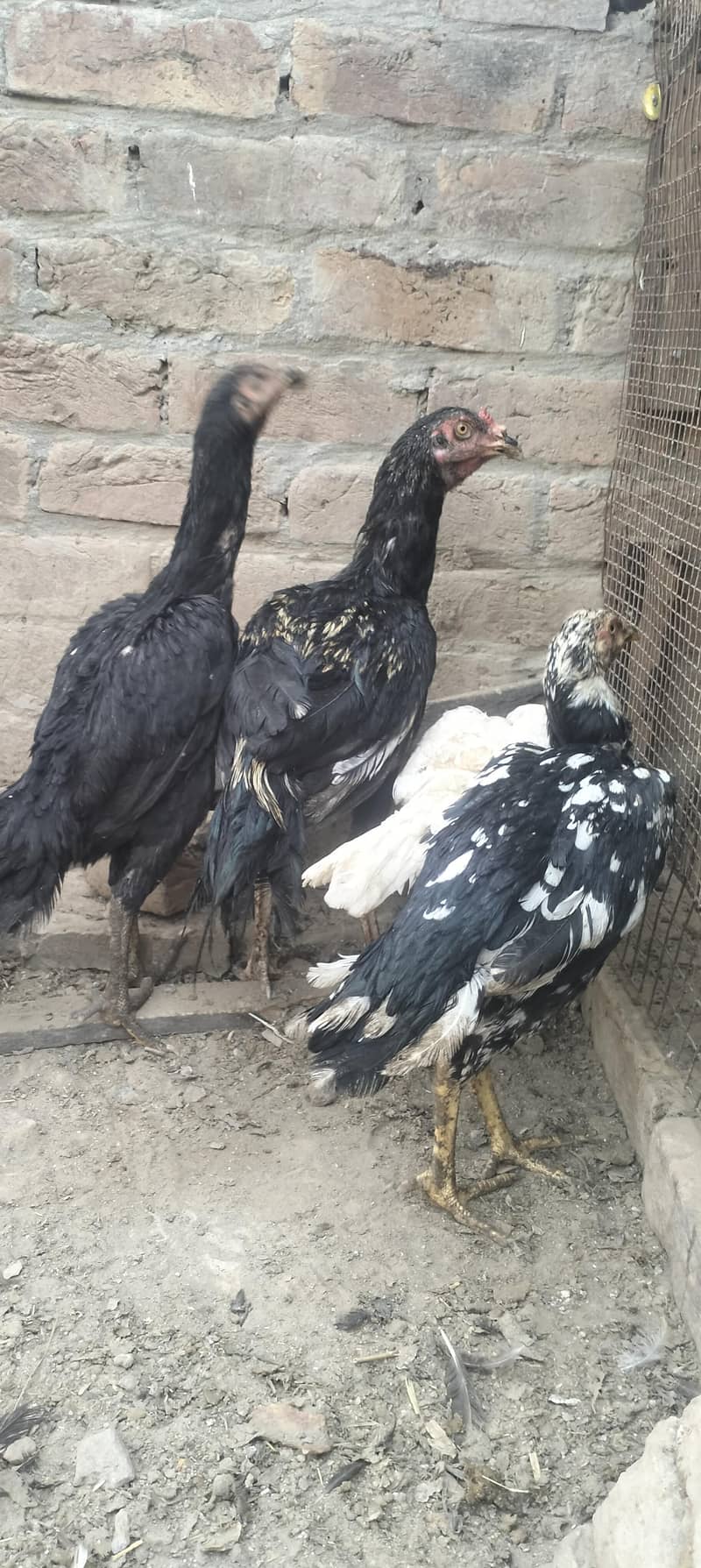 aseel hens 3