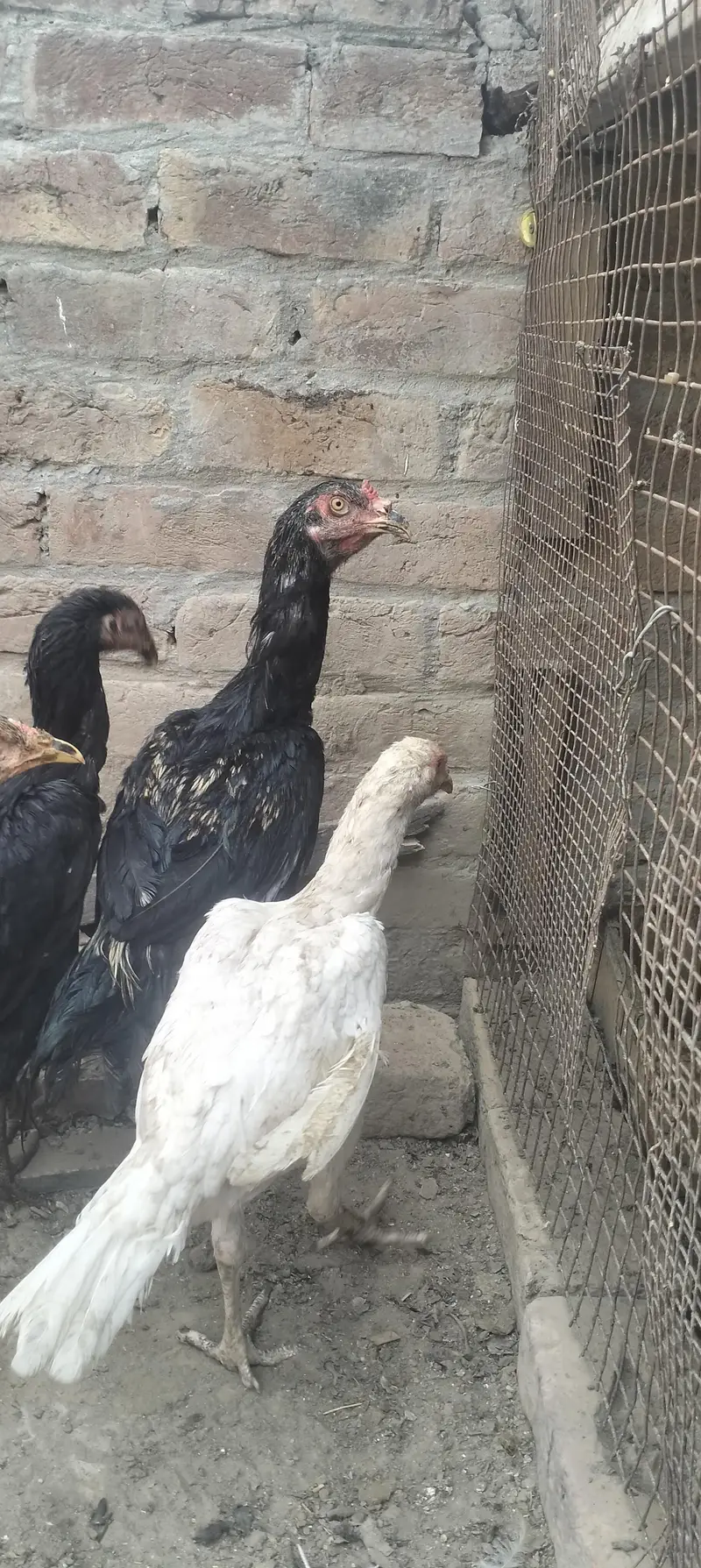 aseel hens — photo 5