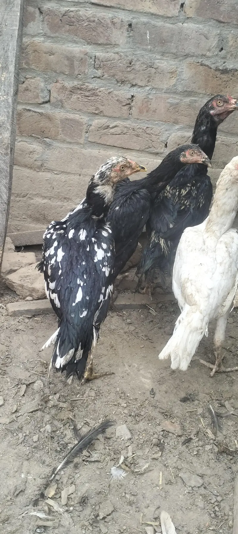 aseel hens — photo 6