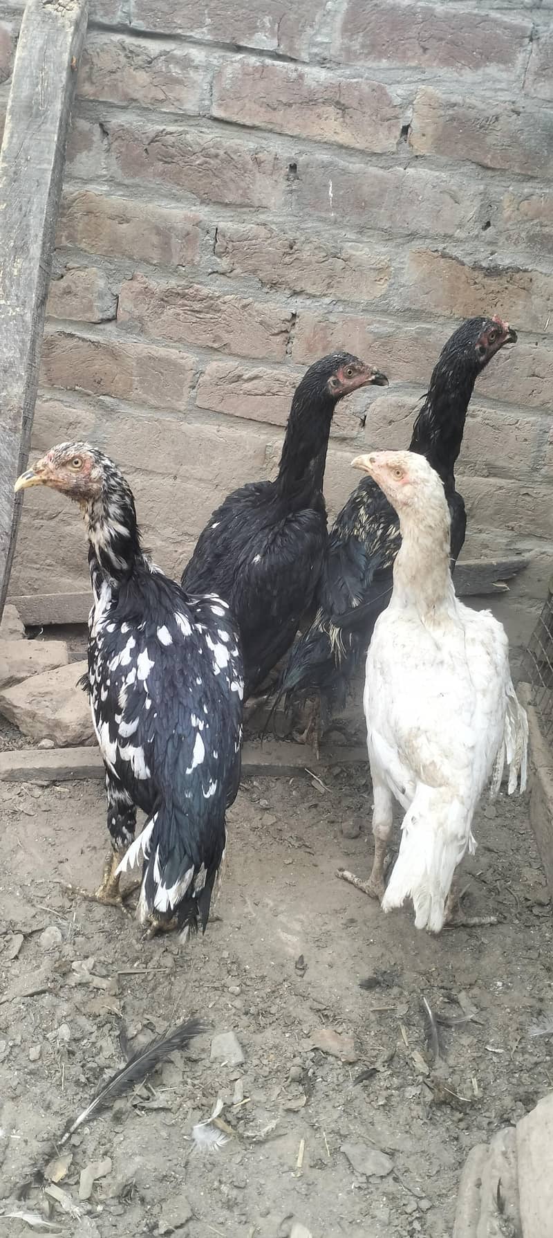 aseel hens 6