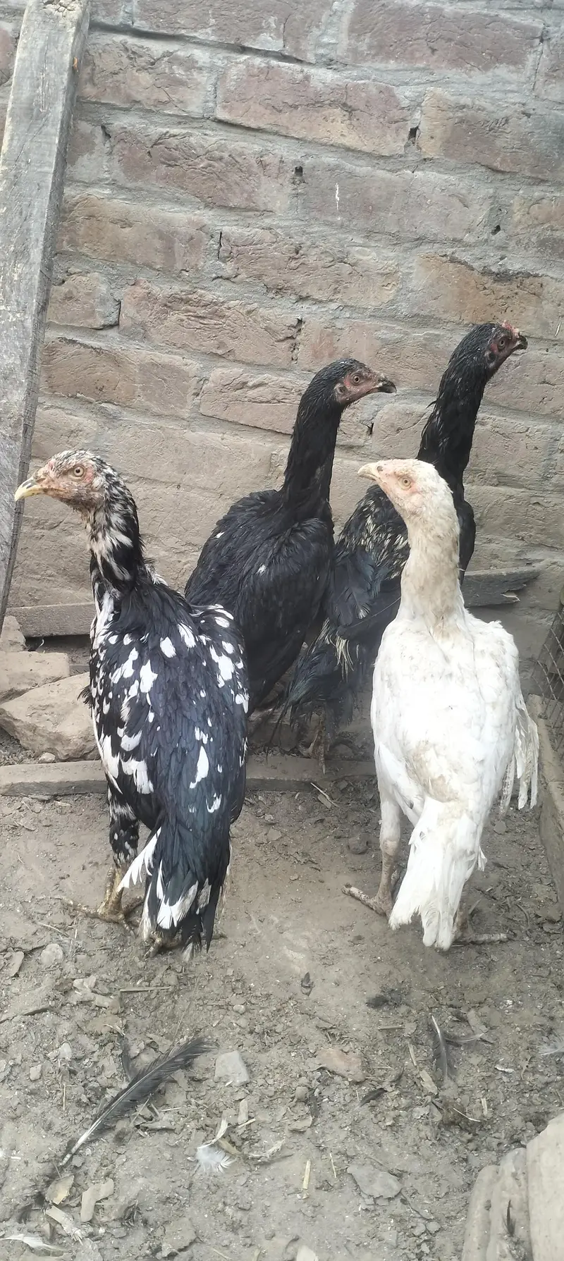 aseel hens — photo 7