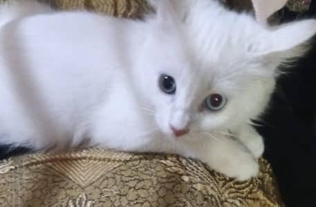 odd eyes